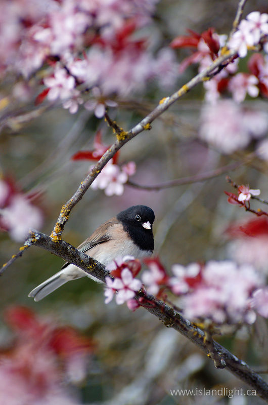   Junco photo