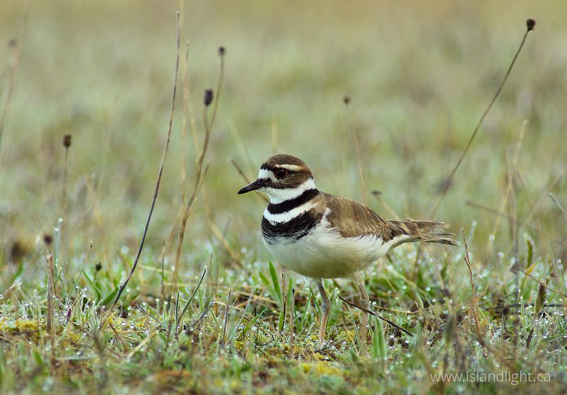 Killdeer -   photo