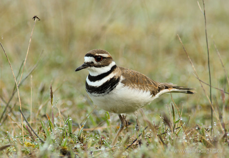   Plover photo