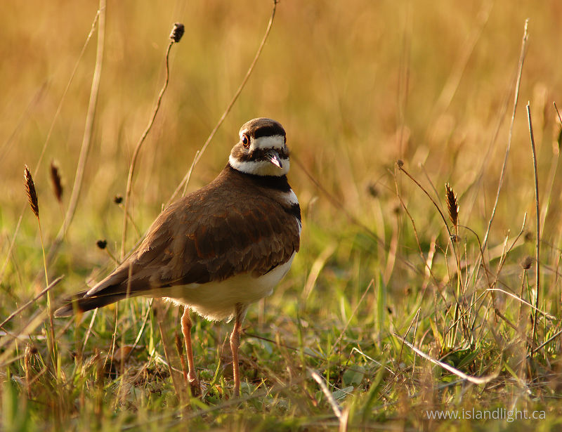   Plover photo