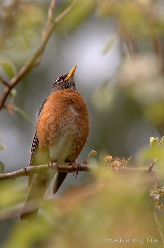   Thrush photo