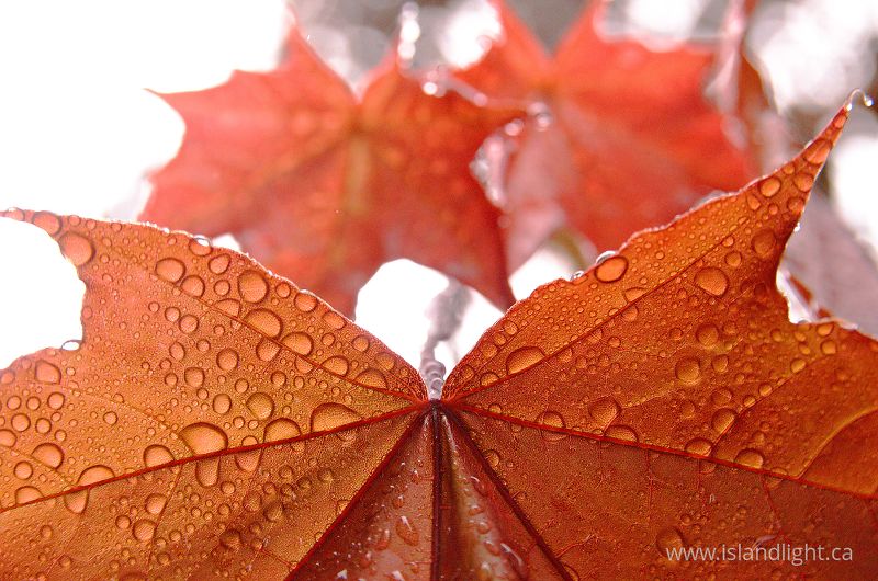   Maple Tree photo
