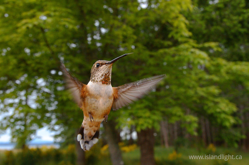   Hummingbird photo