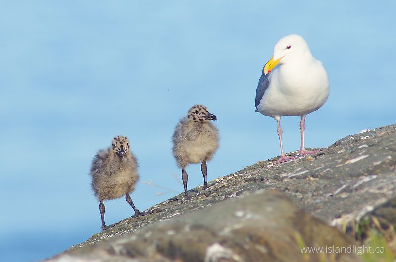   Baby Bird photo