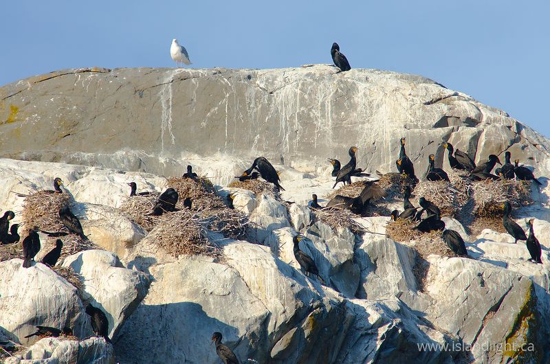 Nesting Double-crested Cormorants -   photo