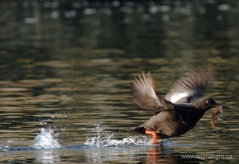   Guillemot photo