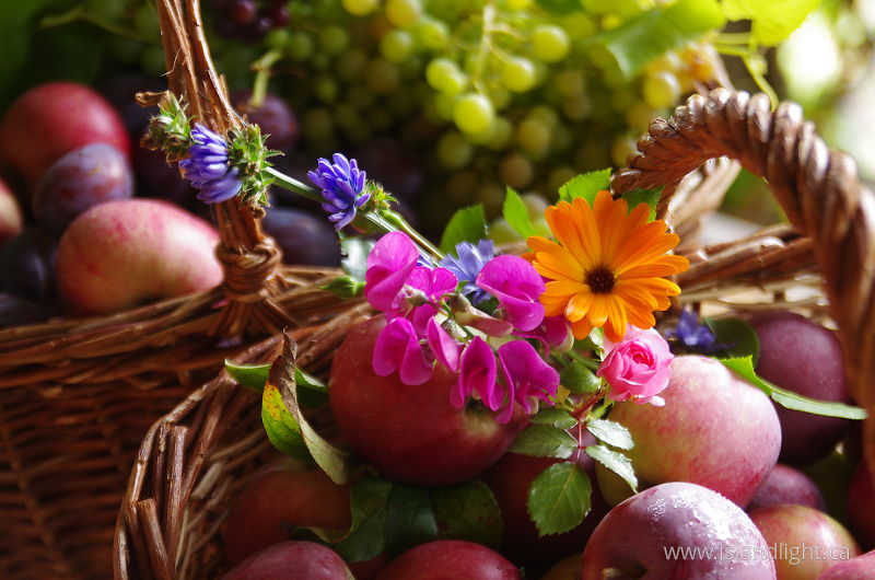   harvest photo