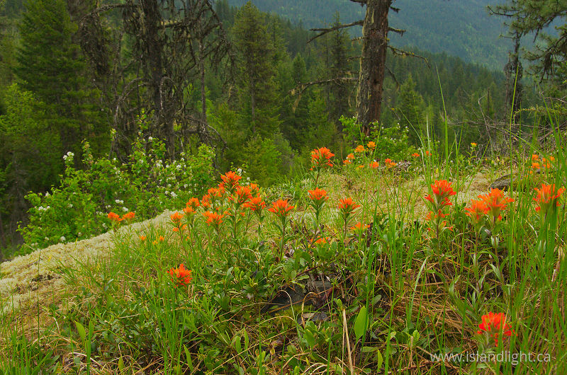   Wildflower photo