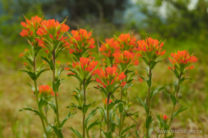   Wildflower photo