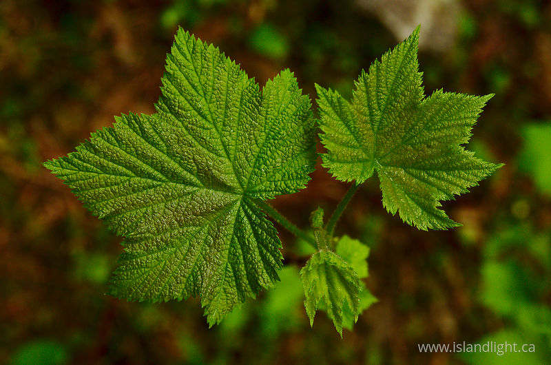   Thimble Berry photo