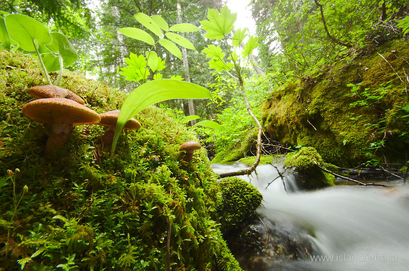   Creek photo