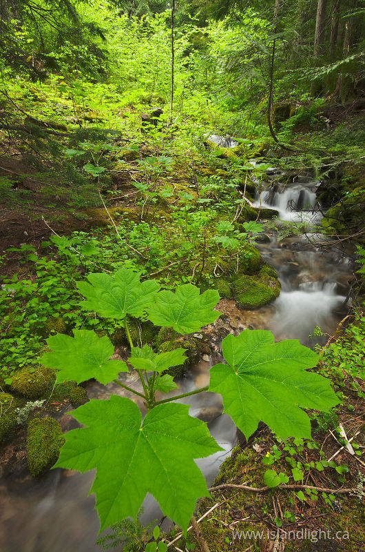   Forest photo