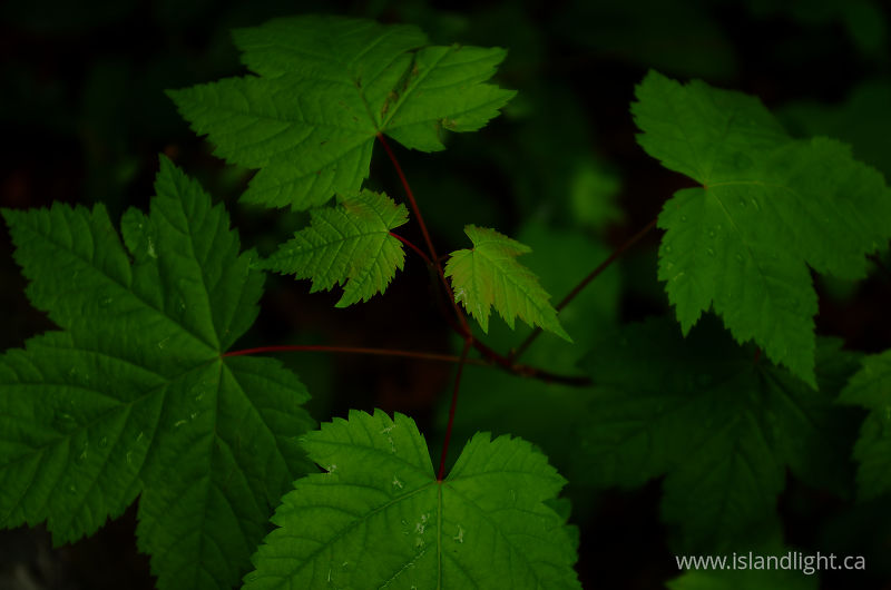   Maple Tree photo
