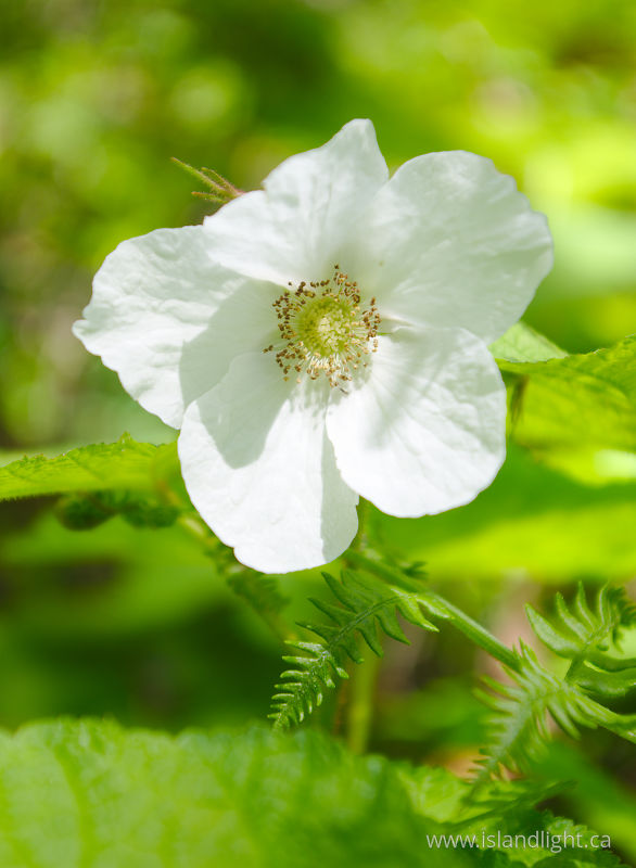   Thimble Berry photo
