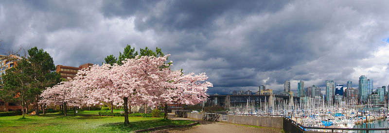 Springtime in Vancouver -   photo