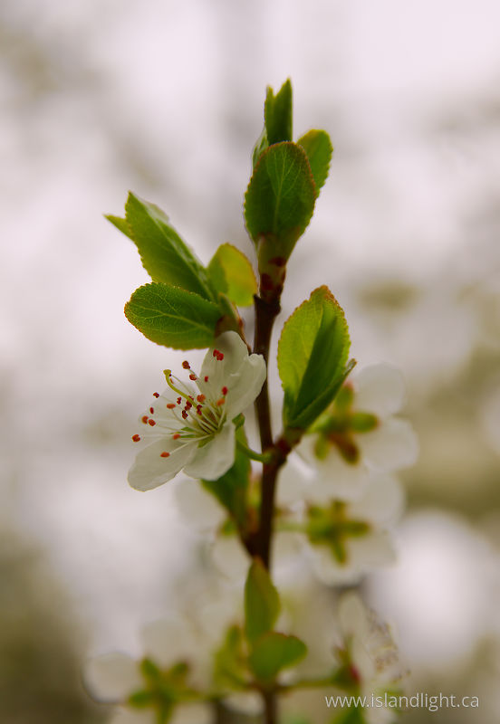   Cherry Flower photo