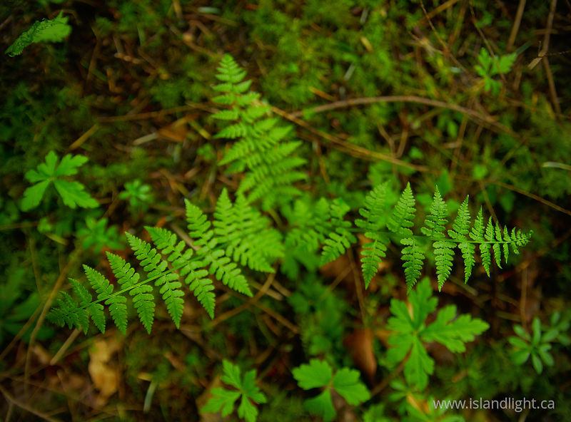   Nature Still Life photo