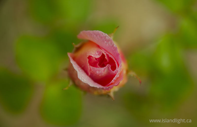   Flower photo