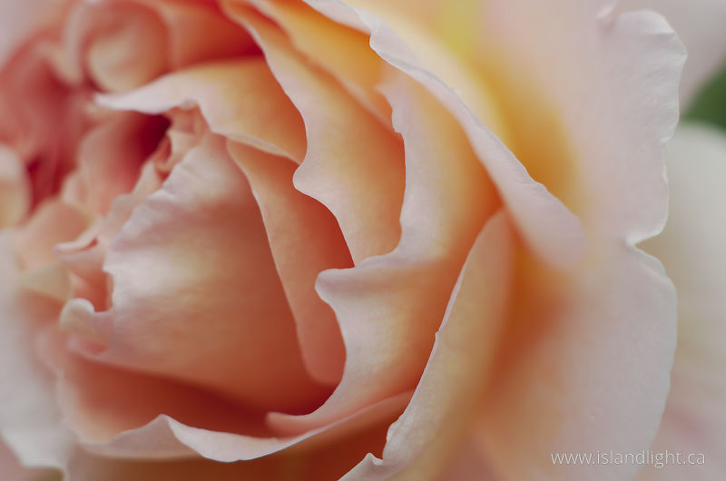   Flower photo