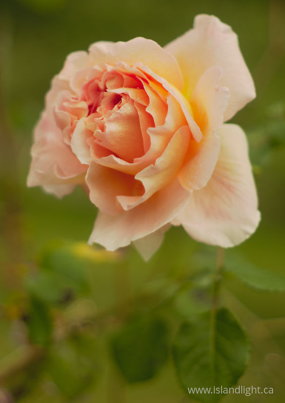   Flower photo