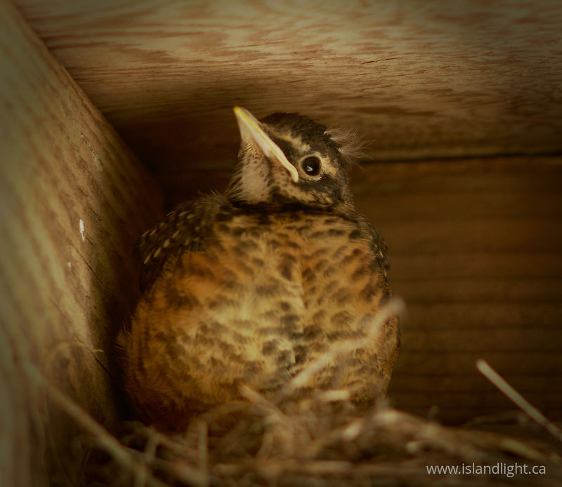   Baby Bird photo