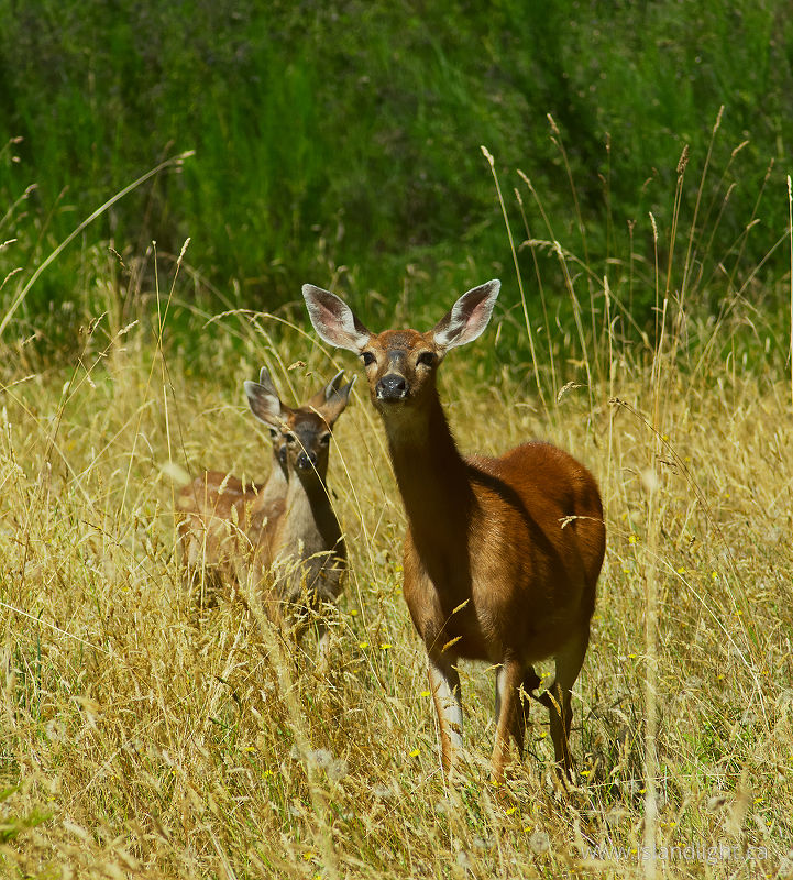   Deer Family photo
