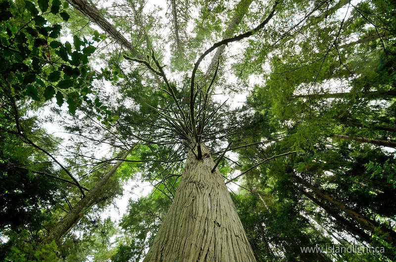   Forest photo