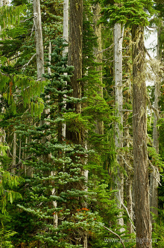  Forest photo