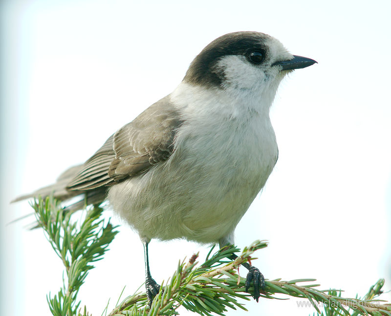   Jay photo