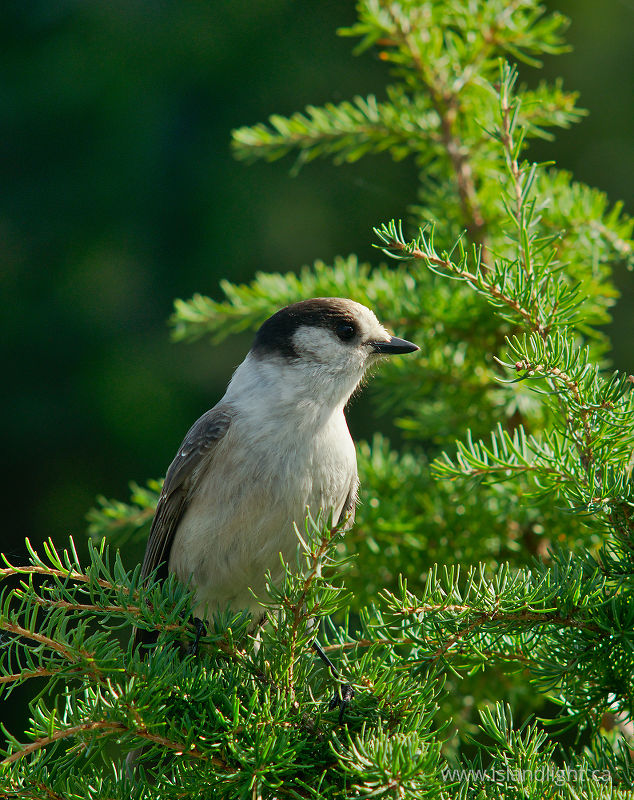   Jay photo