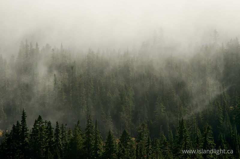   forest photo