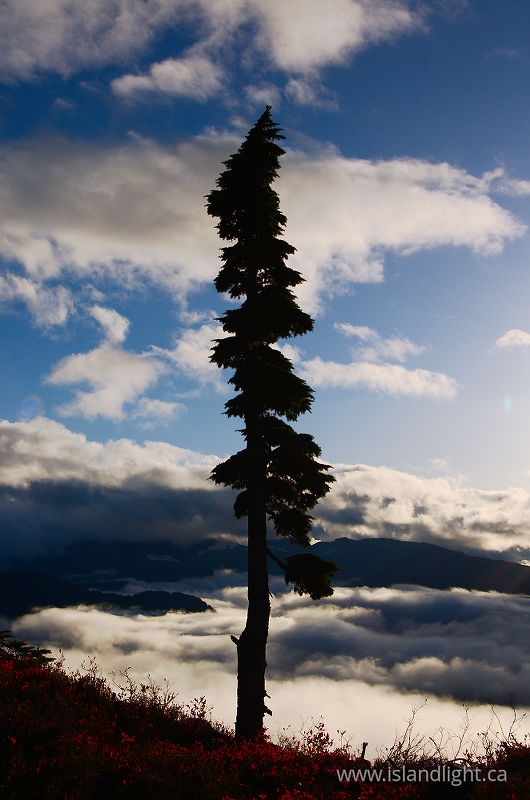   Alpine photo