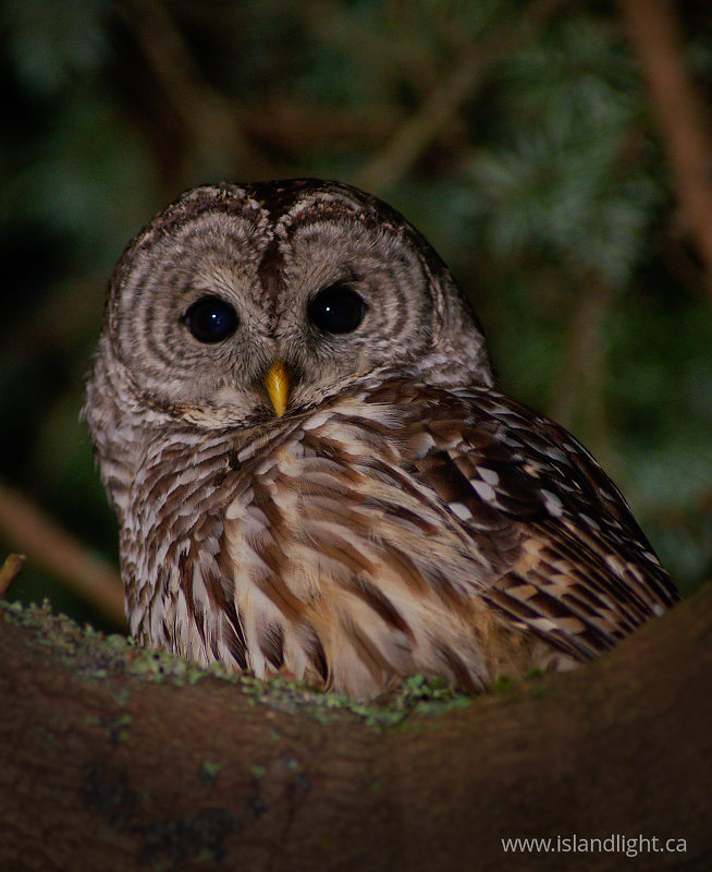   Owl photo