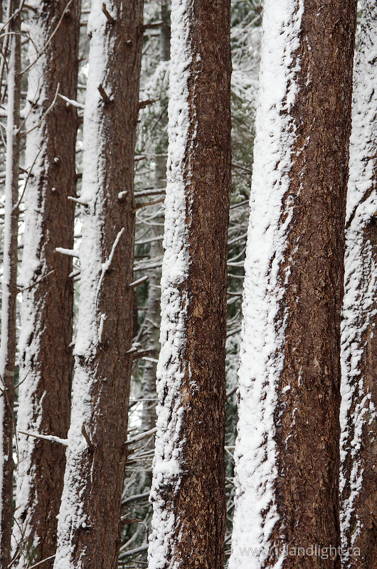   Forest photo