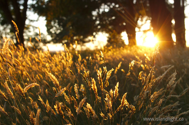   Wild Grass photo