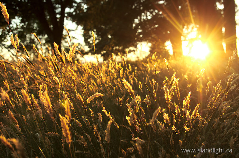   Wild Grass photo
