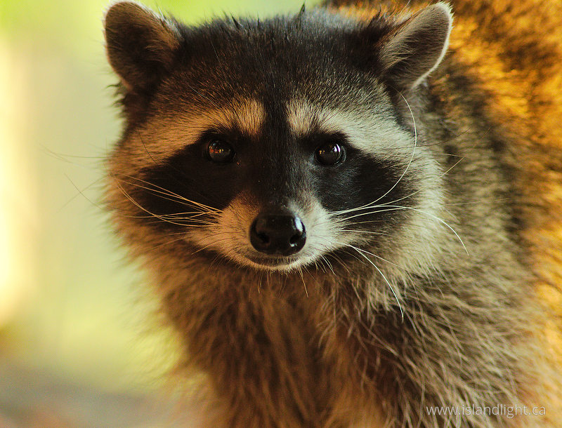   Raccoon photo