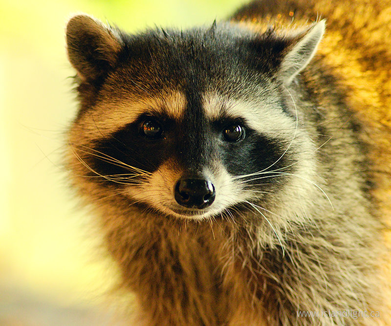   Raccoon photo
