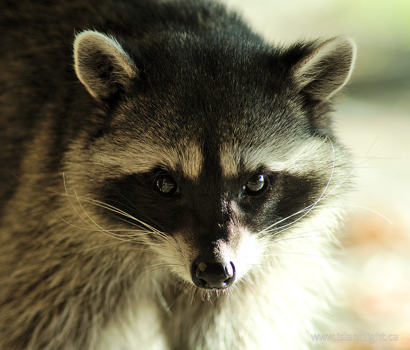   Raccoon photo