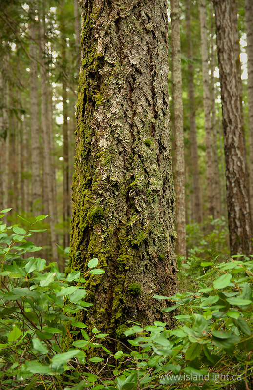 Douglas Fir Emerging from the Salal II - Cortes Island Forest photo