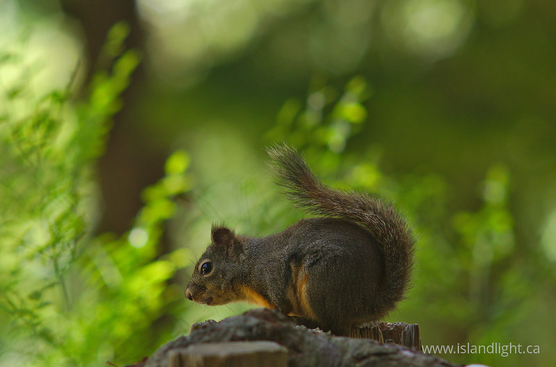   Squirrel photo