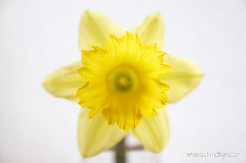   Flower photo