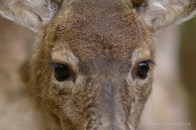  Deer photo