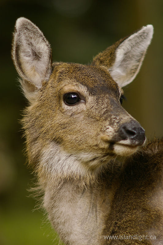   Deer photo