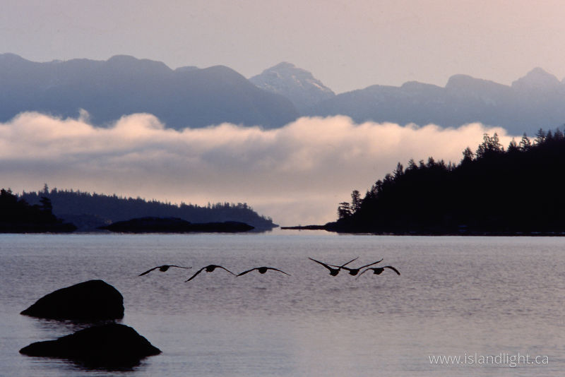 Canada Geese at Sunrise  -  Canada Goose photo