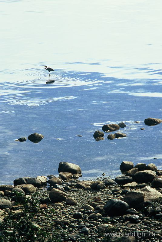   Blue Heron photo