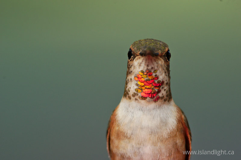   Hummingbird photo