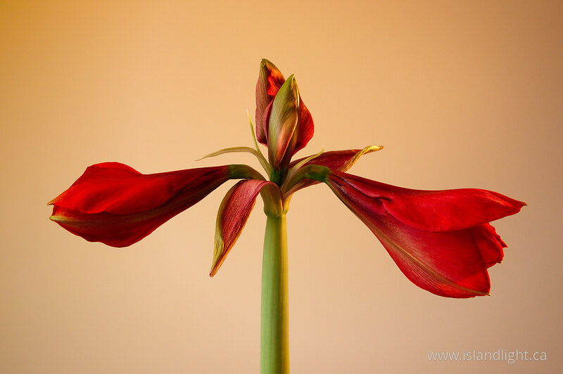   Flower photo