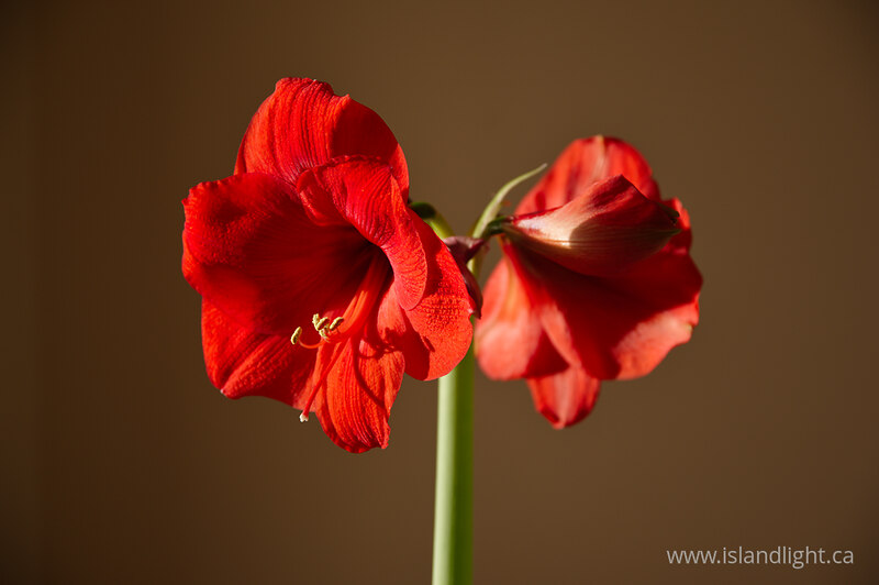   Flower photo