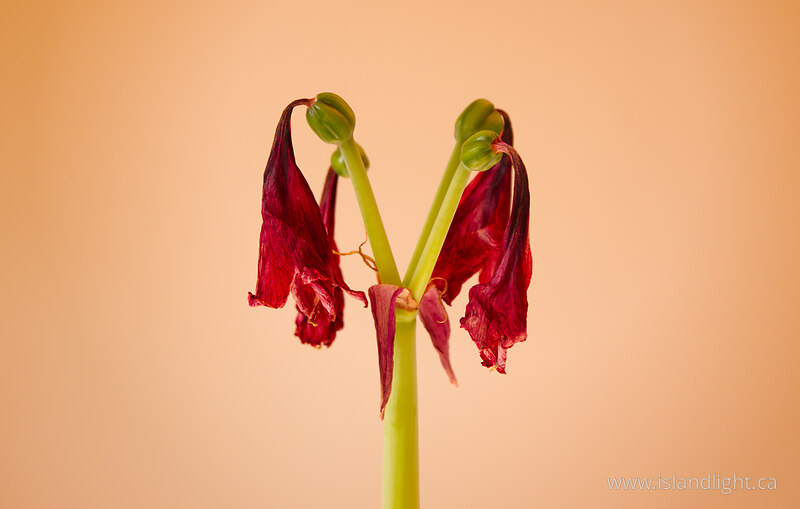  Flower photo